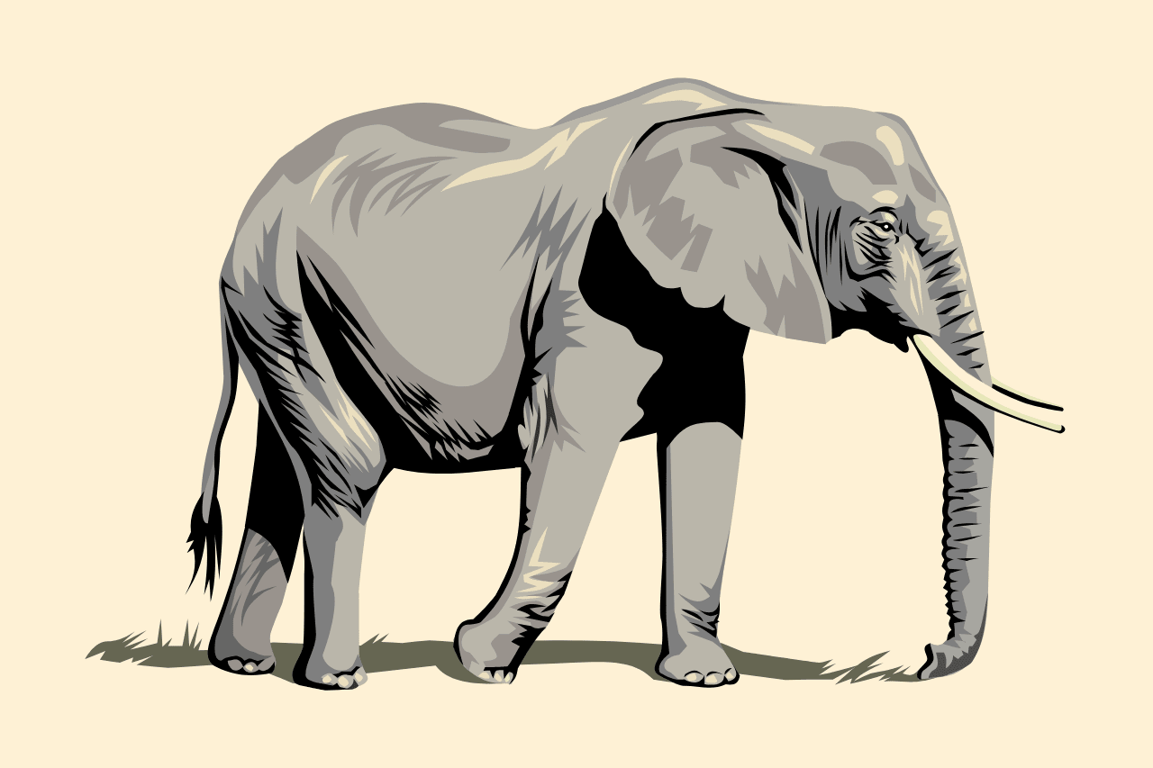 Why Elephants Are Special